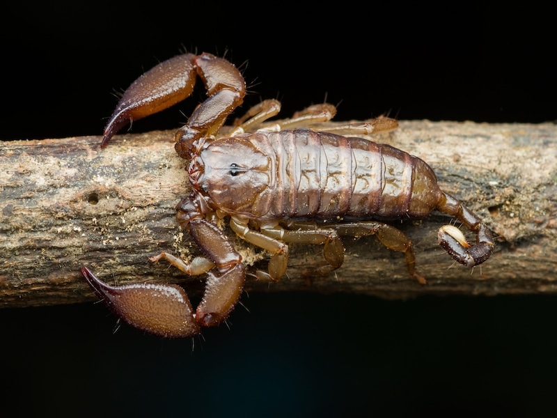brown scorpion